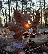 Sunlight Through a Leaf Photograph by Greg Lane