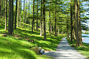 Sunlight through Burtness Wood, English Lake District Photograph by Neale And Judith Clark