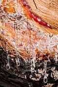 Sunlit Elegance Glistening Sap on a Freshly Cut Tree Photograph by Travel Essayist
