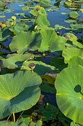 Sunlit Serenity Lotus Garden Symphony Photograph by Travel Essayist