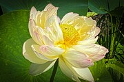 Sunlit Splendor A Close-Up Portrait of a Blooming Lotus Photograph by Travel Essayist