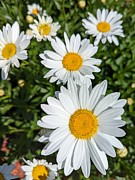 Sunny Flowers Photograph by Annalisa Rivera-Franz