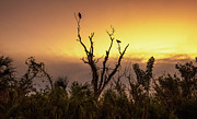 Sunrise over a tree with vultures sitting on top in Everglades National Park Photograph by Miroslav Liska