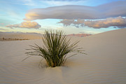 Sunrise Yucca Photograph by Sunniye Buesing