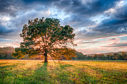 Sunset at the Tree in Cades Cove in Smoky Mtns National Park Photograph by Jimmy Pappas
