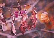 Sunset Downs Photograph by Gian Smith