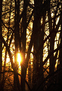 Sunset Through the Trees Photograph by Charles Floyd