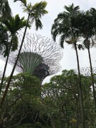 Supertree Grove in Singapore Photograph by Travel Essayist