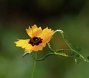 Swamp Sunflower Photograph by Rebecca Herranen