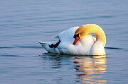 Swan at Rest in Golden Light - Lake Constance Germany Photograph by Tatiana Travelways