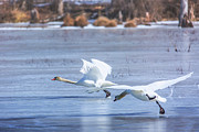 Swans On Ice Photograph by Mary Lou Chmura