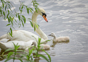 Swans on the pond Photograph by Joni Eskridge