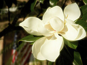 Sweet Magnolia Photograph by Dodie Ross