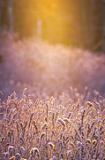 Sweetfern Sweet Light Photograph by Jeff Sinon