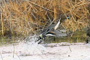 Take off Photograph by Jim E Johnson
