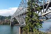 Tall Fir and Bridge of the Gods Photograph by Tom Cochran