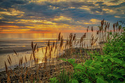 Tall Grasses of Marginal Way Photograph by Penny Polakoff