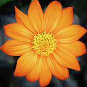 Tangeriny Zin Photograph by Dodie Ross