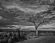 Taos, New Mexico - Welcome Tree Photograph by Robert Niemeier