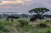 Tarangire Foggy Dawn Photograph by Douglas Wielfaert