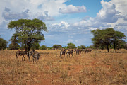 Tarangire Study no. 940 Photograph by Jonathan Babon