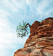 Tenacity Photograph by Joe Schofield