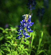 Texas Bluebonnet Portrait Photograph by Ron Long Ltd Photography