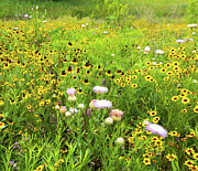 Texas Spring Wildflowers 2 Photograph by Ron Long Ltd Photography