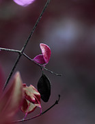 The Anchor Photograph by Gian Smith