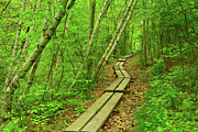 The Appalachian Trail Winds Through the Aspen Forest Photograph by Raymond Salani III