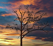 The Birds At Sunset Photograph by Gina Fitzhugh