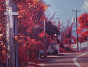 The Blood of The Lamb Photograph by Gian Smith