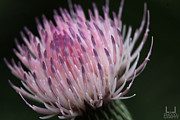 The Color of Thistle Photograph by Decoris Art
