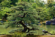 The Garden of Kinkaku-ji Temple Photograph by Travel Essayist