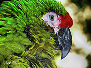 The Great Green Macaw Photograph by David McKinney