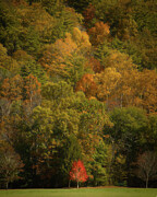 The Little Tree That Could Photograph by Dodie Ross