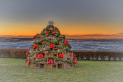 The Lobster Trap Tree Photograph by Penny Polakoff