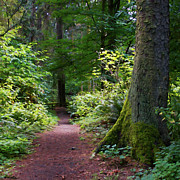 The Path Photograph by Barbara Siegel