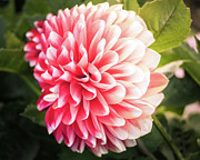The Pink Dahlia Photograph by Shannon Williams