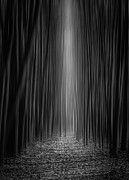 The Ritual Photograph by Shannon Williams