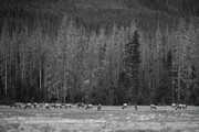 The Stillness of Herd and Forest Photograph by Dodie Ross