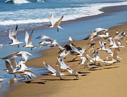 The Terns Aloft Again Photograph by Joe Schofield