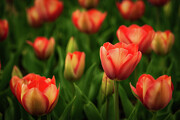 The Tulip Waltz Photograph by Dodie Ross
