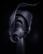 The Unfurling Photograph by Dodie Ross