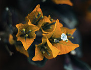 The Villea Photograph by Gian Smith