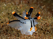 Thecacera picta Photograph by Brian Weber