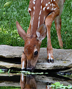 Thirsty Fawn Photograph by Gina Fitzhugh