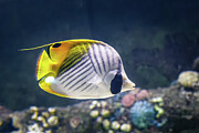 Threadfin Butterflyfish Photograph by Robert Niemeier