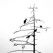 Three Crows and a Heron Photograph by Ursula Abresch