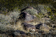 Three Rivers Petroglyphs #17 Photograph by Blake Webster